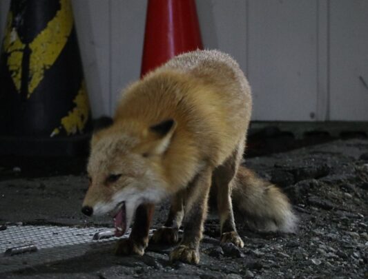 稚内で遭遇したキタキツネ