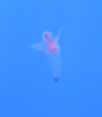 ノシャップ寒流水族館にいるクリオネ