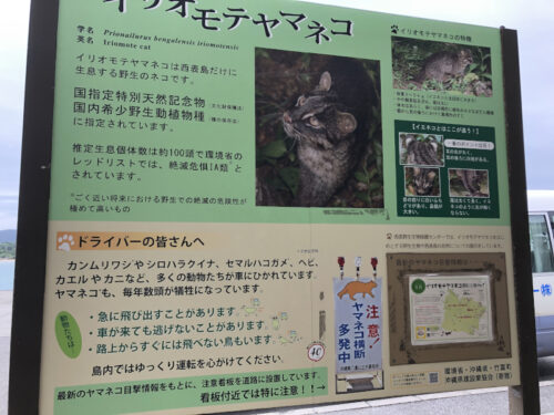 西表島に上陸した時に見たイリオモテヤマネコの看板