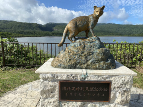 西表島のどこかにいるイリオモテヤマネコ