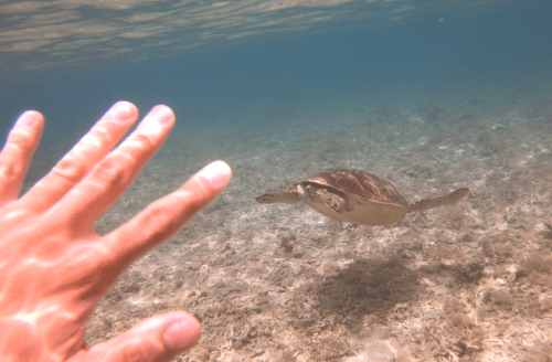 イダの浜で出会ったウミガメ