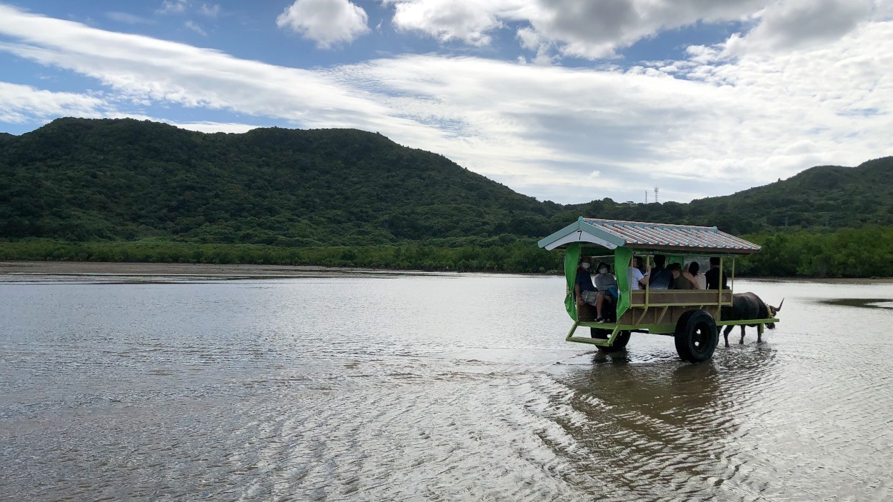 西表島水牛車