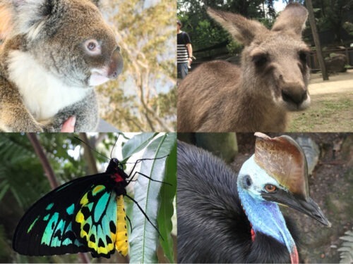 オーストラリアの独特な動物たち