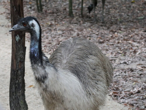 オーストラリアの代表的な鳥エミュー