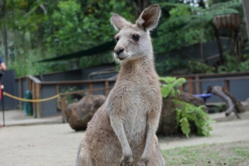 キュランダコアラガーデンズにいたワラビー