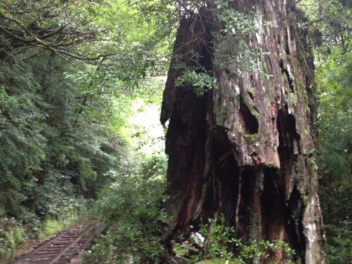 トロッコ道の横にそびえる巨大な大木