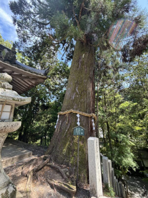 石山寺のご神木