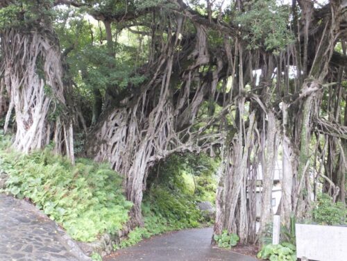 屋久島にある巨大なガジュマルの木