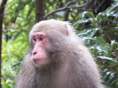 屋久島で見かけたヤクシマザル