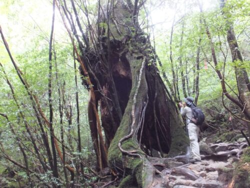 樹齢1000年をゆうに超える屋久杉