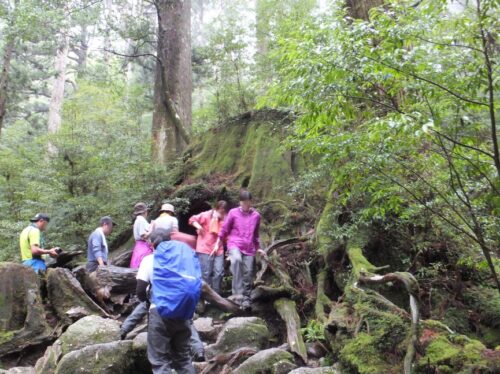 巨大な切り株がある屋久島の登山コース