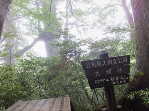 屋久島にある夫婦杉