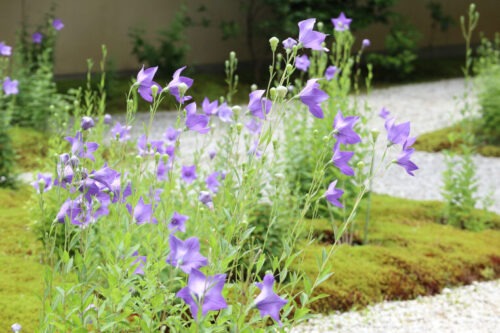 蘆山寺の源氏の庭に咲く桔梗の花