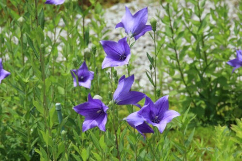 蘆山寺の源氏の庭に鮮やかな紫色に咲く桔梗の花