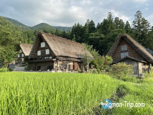 白川郷の合掌造りと青く茂る田んぼ