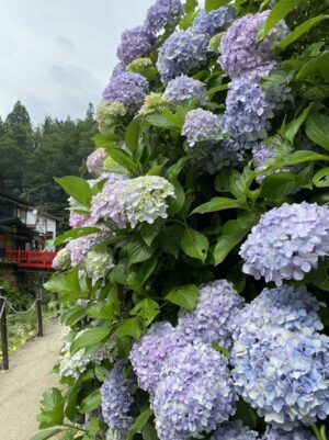 夏の銀山温泉と紫陽花