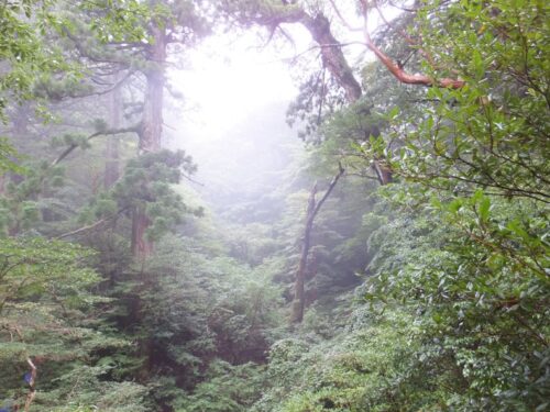 屋久島の縄文杉へ向かう途中、森が開けた空間に差し込む光が神々しい