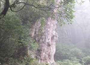 屋久島の縄文杉にうっすら霧がかかる景色