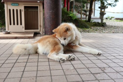 田沢湖でみた秋田犬