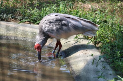 長岡のトキみ～てで飼育されている朱鷺が水を飲んでいる写真