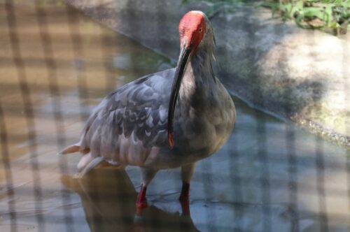 長岡のトキみ～てで飼育されている羽が黒い朱鷺