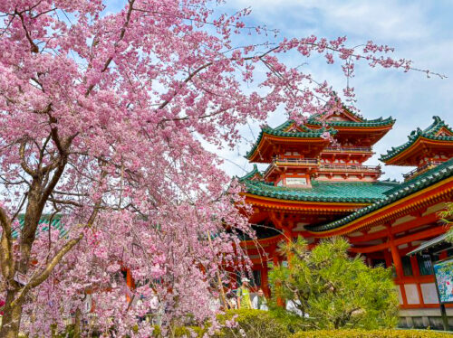 日本の春の風物詩である桜の写真で、奥の建物は京都の平安神宮