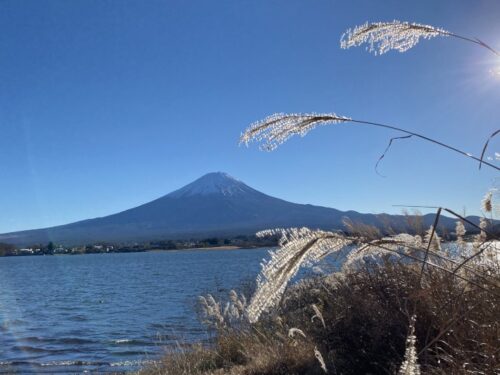 河口湖の富士山と秋のススキ