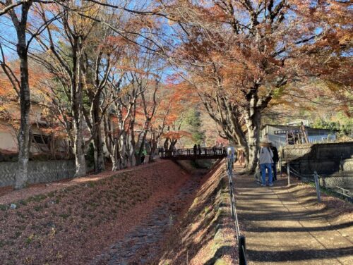 河口湖の落葉初めの紅葉