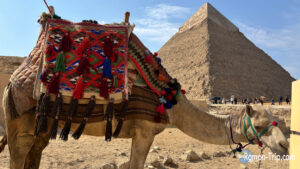 egypt-camel-scam-prevention-