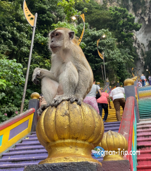 バトゥ洞窟の猿。カラフルな階段に堂々と座る姿がユニーク。/ A monkey at Batu Caves, sitting confidently on the colorful stairs.