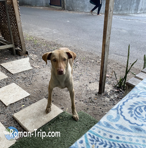 モーリシャス東部トゥルードースドゥースのローカル食堂で、私のご飯をじっと見つめる野良犬。どこか人懐っこい表情が印象的。/ A stray dog in Trou d’Eau Douce, eastern Mauritius, gazing at my meal near a local eatery — an endearing moment with a gentle island dog.