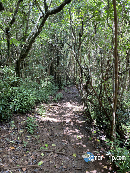 モーリシャス最高峰ブラックリバー・ピーク(Bench 828)へ続く登山道。木々に覆われた静かな森の中を進む、自然そのままのトレイル。/ Forest trail leading to Black River Peak (Bench 828), the highest point in Mauritius, winding quietly through dense tropical woodland.