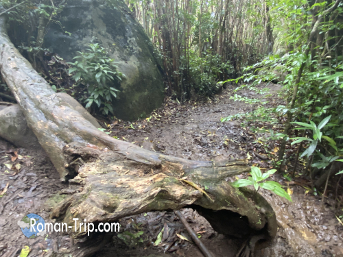 ブラックリバー・ピーク(Bench 828)へ向かう登山道。大きな倒木が道をふさぎ、雨の影響で足元はぬかるみがひどい区間。/ Hiking trail to Black River Peak (Bench 828) in Mauritius, where a large fallen tree blocks the path and muddy ground makes the walk challenging.