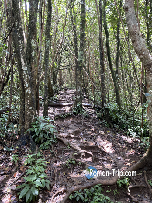 ブラックリバー・ピーク(Bench 828)へ向かう登山道の中盤。木の根がむき出しになった足元が続き、原生林の中を一歩ずつ登っていく感覚が強まる。/ Midway along the trail to Black River Peak (Bench 828), where exposed tree roots and dense forest create a rugged, immersive hiking experience.