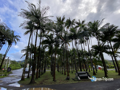 モーリシャスの七色の大地（シャマレル）付近の駐車場。雨上がりで水たまりが残り、ヤシの木が南国らしい雰囲気を添える。/ Parking area near the Seven Colored Earths of Chamarel, Mauritius, just after the rain, with puddles reflecting palm trees and the tropical atmosphere.