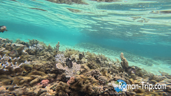 イル・オ・セルフ島でシュノーケリング開始。広がるサンゴ礁の上を黒い魚たちが泳ぎ、モーリシャスの海の透明感を全身で味わえる景色。/ Starting a snorkeling session at Île aux Cerfs, Mauritius — swimming over coral reefs with dark reef fish gliding through the crystal-clear water.