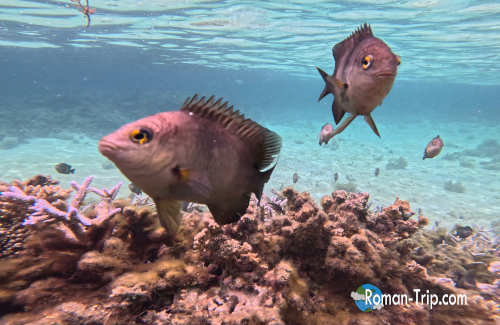 イル・オ・セルフ島でのシュノーケリング中、こちらに勢いよく近づいてくる魚たち。縄張り意識が強く、迫力満点の近距離遭遇。/ Close encounter with territorial fish while snorkeling at Île aux Cerfs, Mauritius — bold reef fish swimming directly toward the camera.