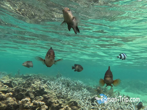 イル・オ・セルフ島でのシュノーケリング中、縄張りを守るように私へ突撃してくる魚たち。透明な海の中で思わずのけぞるほどの迫力。/ Territorial fish approaching aggressively while snorkeling at Île aux Cerfs, Mauritius — a surprising underwater encounter in crystal-clear waters.