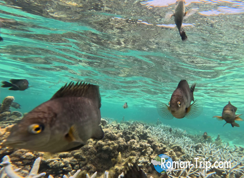 イル・オ・セルフ島でのシュノーケリング中、水中で出会った魚たちのクローズアップ。透き通る海にサンゴ礁とカラフルな魚が舞う。/ Close-up underwater view while snorkeling at Île aux Cerfs, Mauritius — vibrant reef fish swimming above the coral in crystal-clear water.