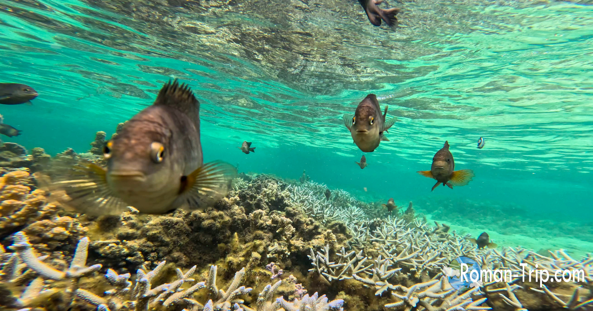 モーリシャスのイル・オ・セルフ島でシュノーケリング中、真正面から突撃してくる魚たち。透き通る海とサンゴ礁の上でのスリリングな水中体験。/ Snorkeling at Île aux Cerfs, Mauritius — reef fish swimming directly toward the camera above vibrant corals in crystal-clear water.