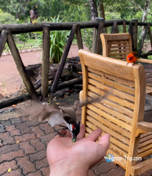 モーリシャスの七色の大地で、手に載せたマカロンを目当てに飛んできて、そのまま食べてくれた小鳥。旅の中で生まれた小さな交流。/ A small bird flying in to eat a macaron held in hand at the Seven Colored Earth in Mauritius, a memorable moment during the trip