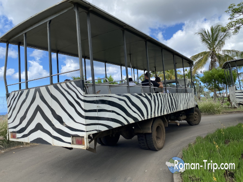 モーリシャスのCasela Nature Parksで使われているサファリバス。シマウマ柄の車体で、窓ガラスのないオープンな造りが臨場感を高める。 / Safari bus at Casela Nature Parks in Mauritius, featuring a zebra-pattern design and an open, windowless structure that enhances the immersive safari experience.