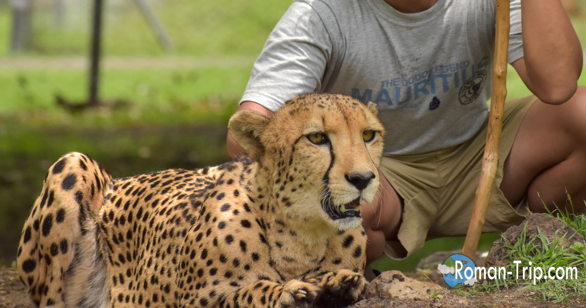モーリシャスのカゼラ・ネイチャーパークで、憧れていたチーターと撮影した記念写真。サファリ旅行の中でも特に心に残った瞬間だった。/ A memorable photo with a cheetah at Casela Nature Parks in Mauritius, capturing one of the most unforgettable moments of the safari trip
