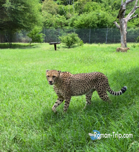 モーリシャスのカゼラ・ネイチャーパークで、草原をゆっくり歩くチーター。こちらを一瞬振り返る視線に緊張感が走った。/ A cheetah walking through the grassland at Casela Nature Parks in Mauritius, briefly looking back with a tense and alert expression