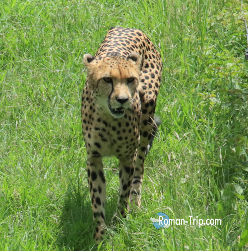 モーリシャスのカゼラ・ネイチャーパークで見たチーター。しなやかな体つきと鋭い目つきに、思わず息をのんだ。/ A cheetah seen at Casela Nature Parks in Mauritius, with a sleek body and intense gaze