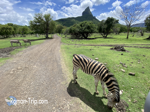 モーリシャスのカゼラ・ネイチャーパークで、サファリコースの道沿いに草を食べるシマウマと、背景に見える山の風景。/ A zebra grazing beside a safari road at Casela Nature Parks in Mauritius, with a mountain visible in the background