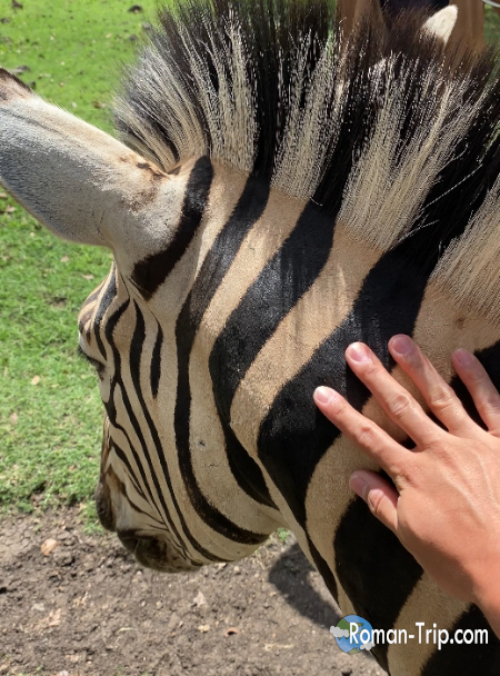 モーリシャスのカゼラ・ネイチャーパークで、サファリツアーのバスを途中下車し、間近でシマウマに触れた体験。想像以上に距離が近かった。/ Stopping the safari tour bus at Casela Nature Parks in Mauritius to touch a zebra up close during the safari experience