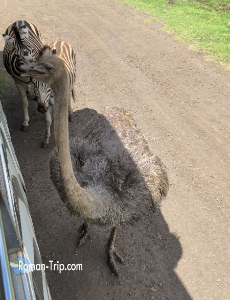 モーリシャスのカゼラ・ネイチャーパークで、サファリコース脇に立つダチョウと、その奥に見えるシマウマ。/
An ostrich standing beside a safari road at Casela Nature Parks in Mauritius, with zebras visible in the background
