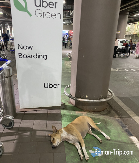 ムンバイ空港のUBER乗り場で寝ていた野良犬。空港の片隅に広がる、インドらしい日常の風景が印象に残った。/ A stray dog sleeping at the Uber pickup area of Mumbai airport, capturing an everyday scene that felt distinctly Indian